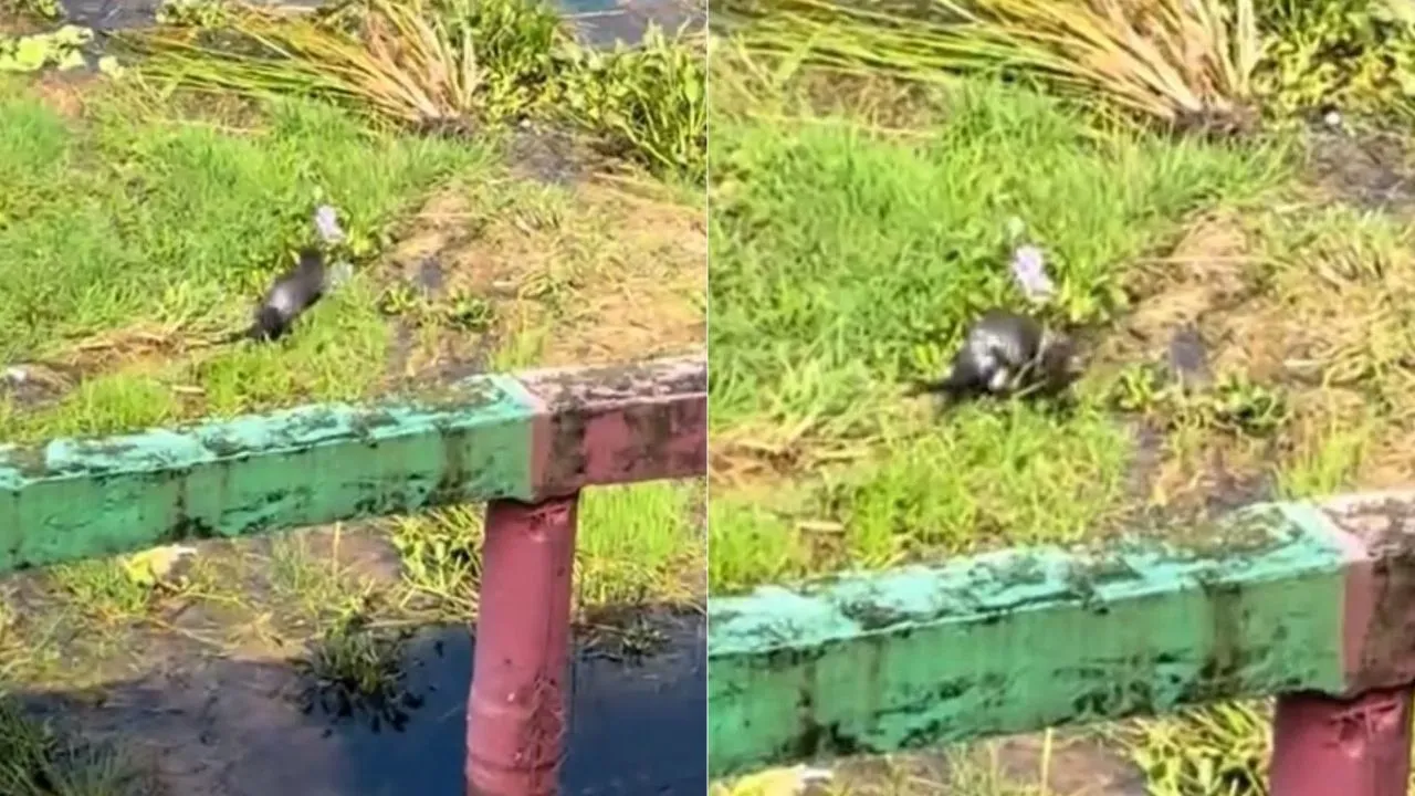 Imagen Principal de Nota: VIDEO: Captan a nutria a orillas del Lago de Yojoa