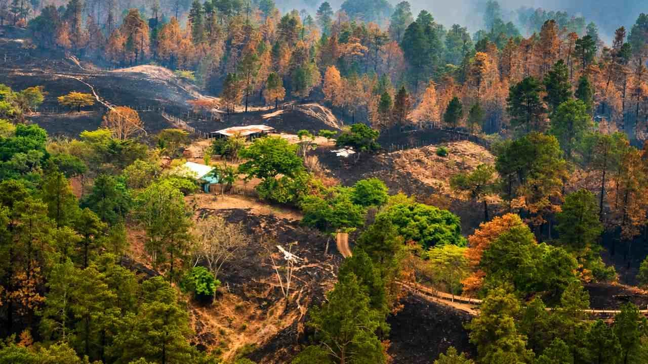 Olancho encabeza la pérdida de árboles en Honduras desde 2001 Imagen de Olancho encabeza la pérdida de árboles en Honduras desde 2001