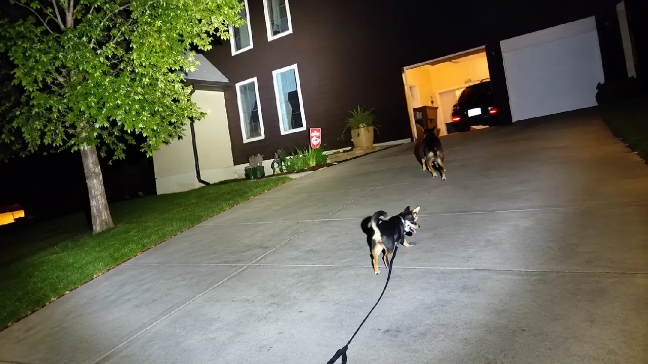 Imagen de Perro guía a un policía hasta donde estaba su dueño, quien llevaba horas en el suelo
