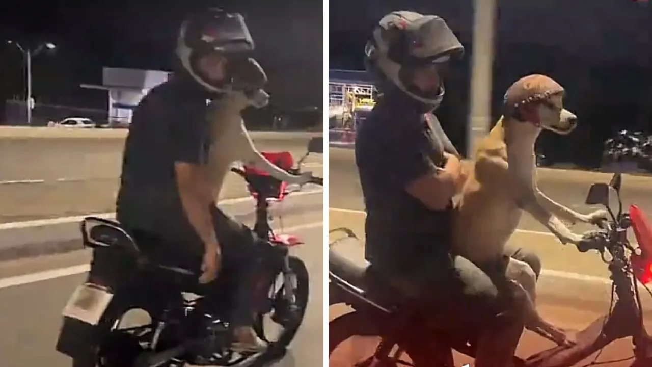 Insensato: Hombre pone a su perro a manejarle la moto Imagen de Insensato: Hombre pone a su perro a manejarle la moto