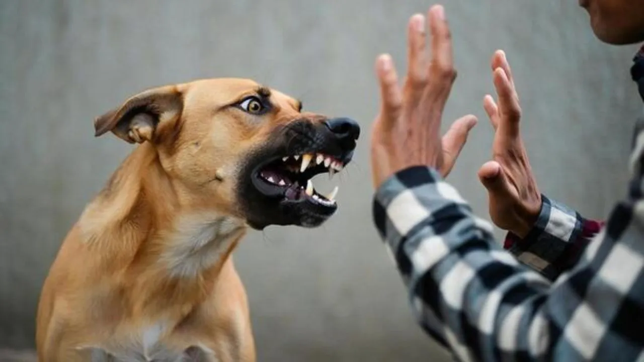 Mordeduras de perros y gatos pueden ser peligrosas: así debes actuar Imagen de Mordeduras de perros y gatos pueden ser peligrosas: así debes actuar