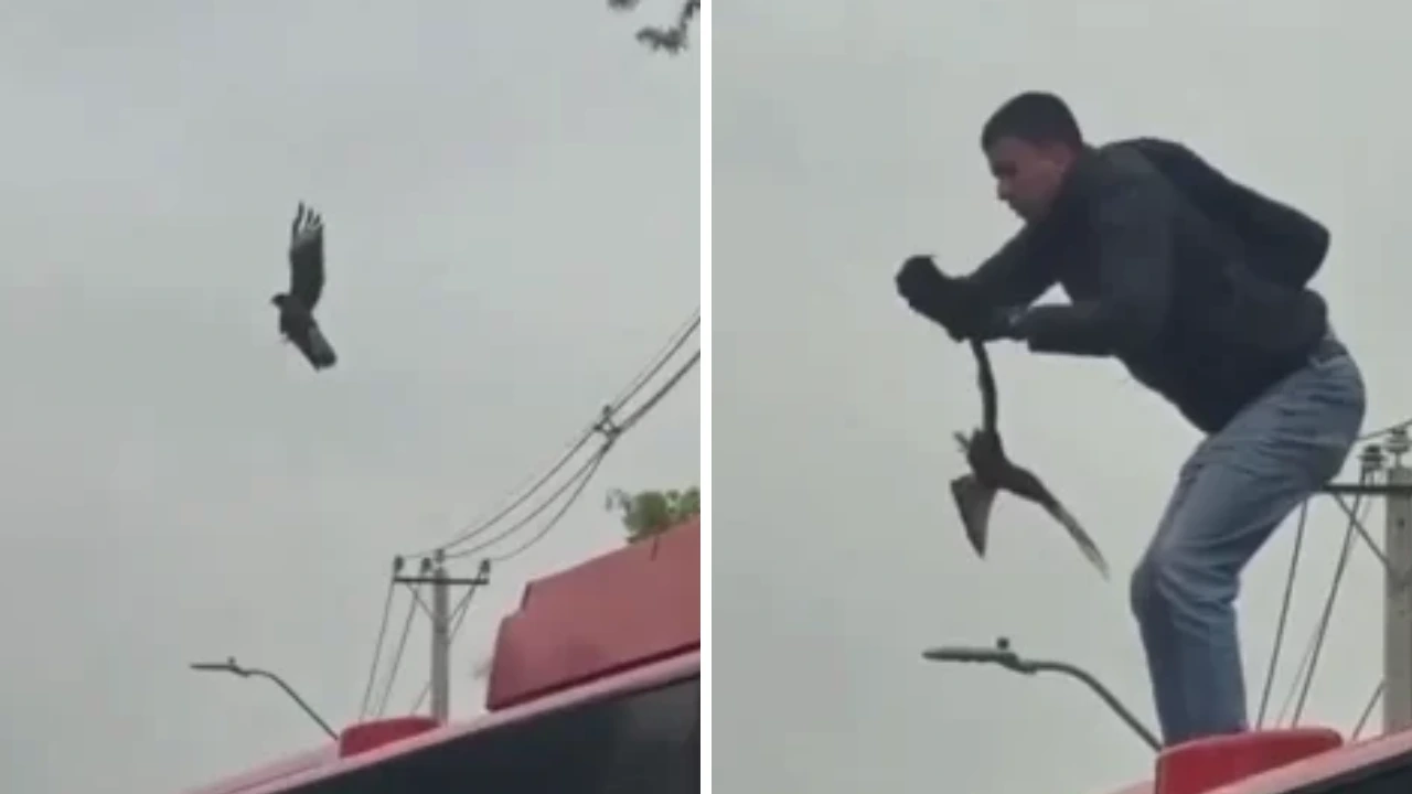 Imagen de Héroe sin capa: joven arriesga su vida para salvar a un ave en un alambrado