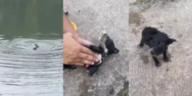 Imagen de ¡Un héroe sin capa! Pescador reanima a cachorro que se estaba ahogando