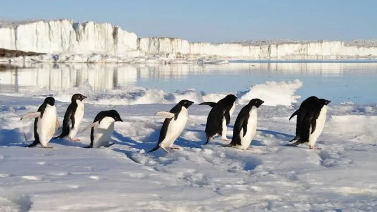 Buscan personal para contar pingüinos en Antártida: atractivo salario Imagen de Buscan personal para contar pingüinos en Antártida: atractivo salario