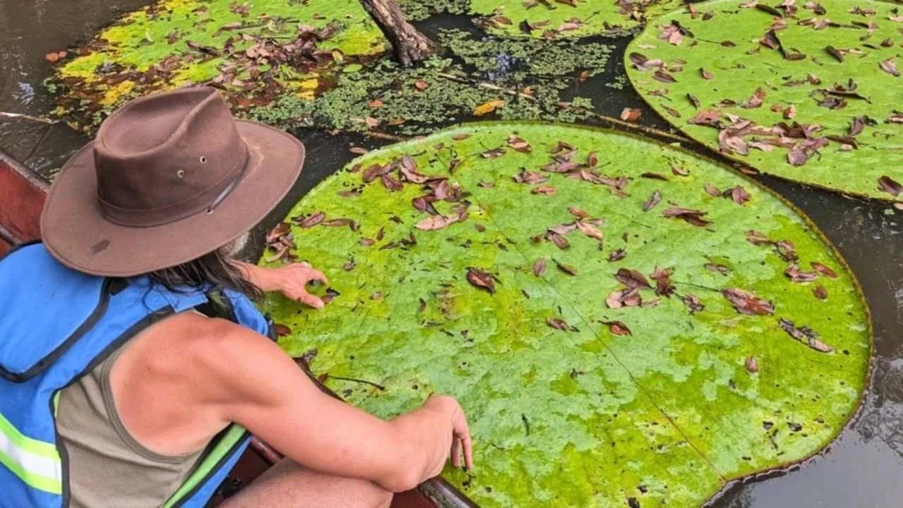 La planta gigante que se ve desde el espacio y pocos conocen Imagen de La planta gigante que se ve desde el espacio y pocos conocen