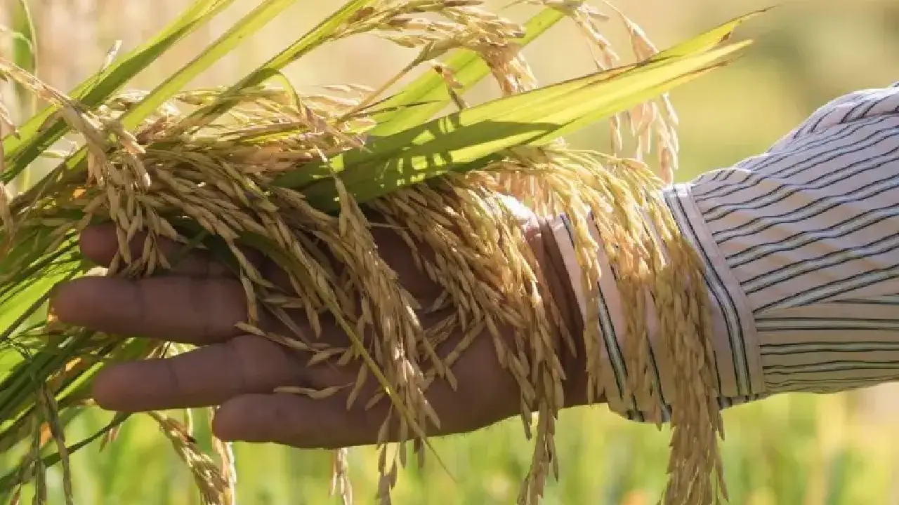 Productores de arroz alertan: cosecha de 2026 sería de apenas 150 mil quintales Imagen de Productores de arroz alertan: cosecha de 2026 sería de apenas 150 mil quintales