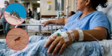 Imagen de Rickettsiosis, la silenciosa enfermedad que podría confundirse con dengue