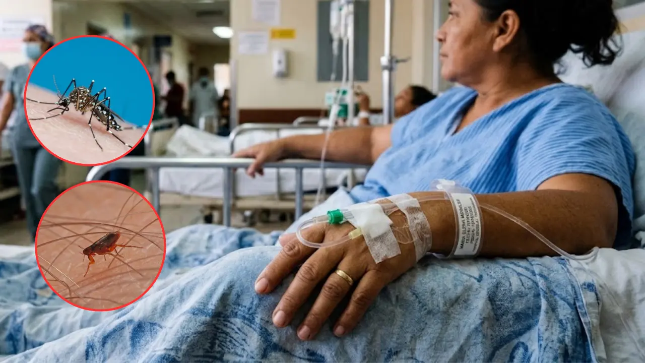 Rickettsiosis, la silenciosa enfermedad que podría confundirse con dengue Imagen de Rickettsiosis, la silenciosa enfermedad que podría confundirse con dengue