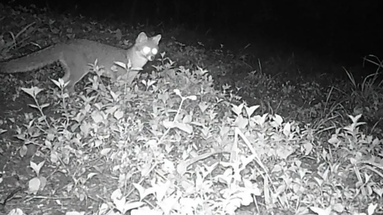 Cámaras captan a un zorro gris paseando en el cerro Juana Laínez Imagen de Cámaras captan a un zorro gris paseando en el cerro Juana Laínez