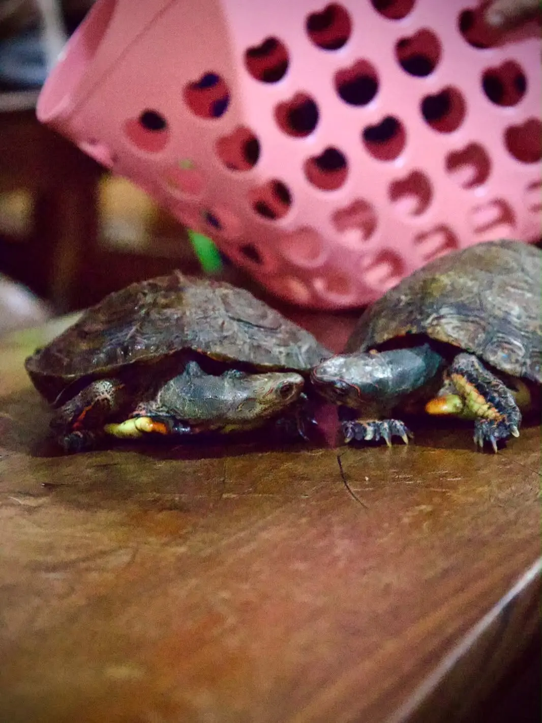 Tortugas que recibieron la bendición en Tegucigalpa