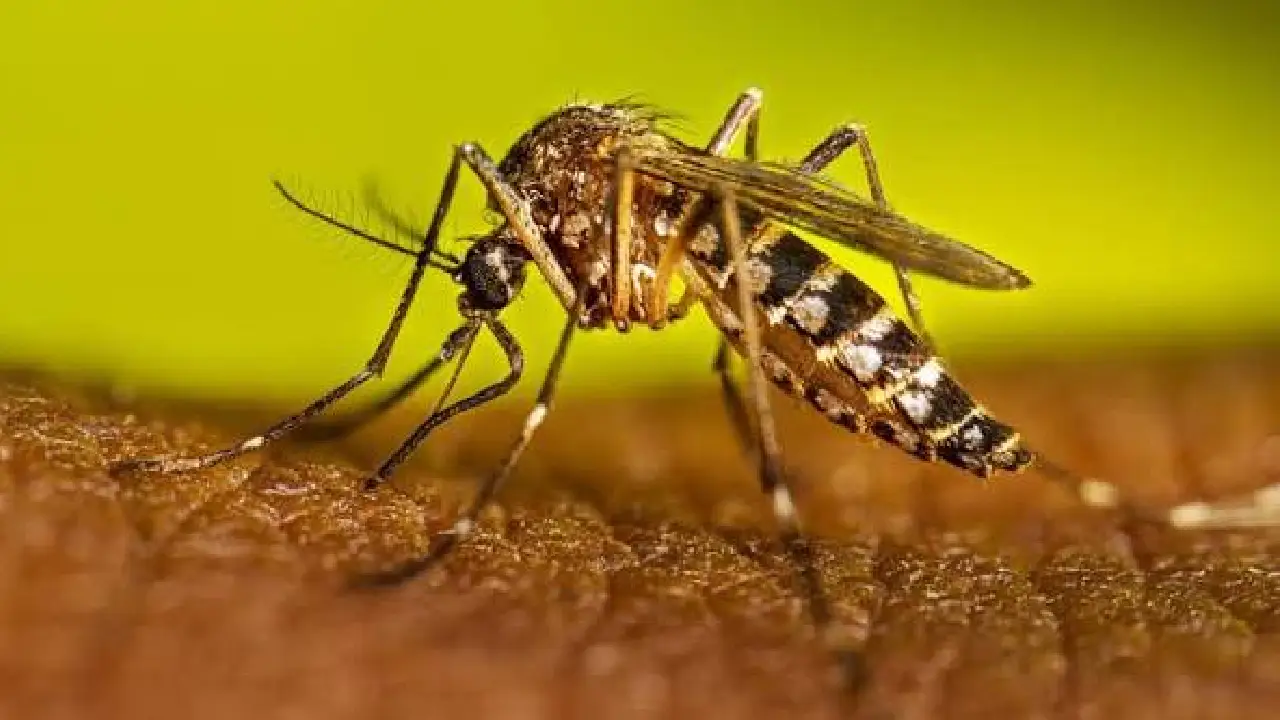Imagen de referencia que muestra a un mosquito transmisor de dengue.